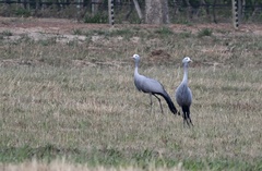 Anthropoides paradiseus