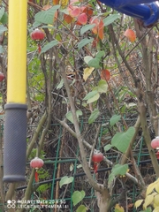 Aegithalos concinnus