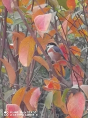 Aegithalos concinnus