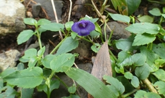 Torenia asiatica