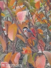 Aegithalos concinnus