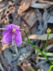 Thysanotus tuberosus