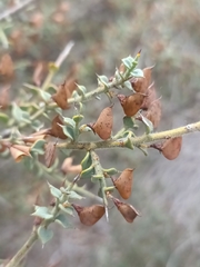 Daviesia arenaria