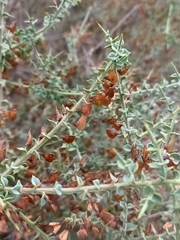 Daviesia arenaria