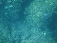 Lutjanus argentiventris