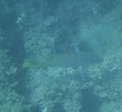 Lutjanus argentiventris