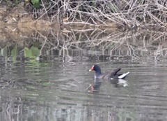 Gallinula chloropus meridionalis