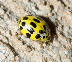 Psyllobora variegata