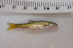 Enteromius viviparus