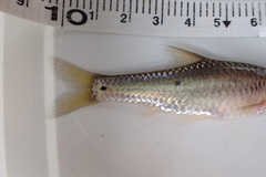 Enteromius trimaculatus