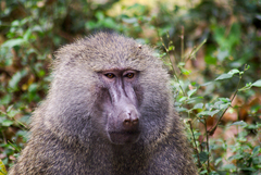 Papio anubis