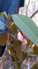 Coptosperma