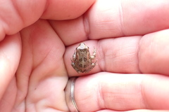 Sclerophrys capensis