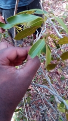 Coptosperma