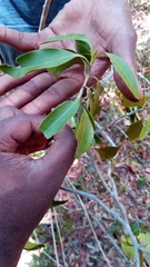 Coptosperma
