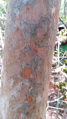 Coptosperma