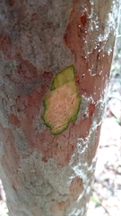 Coptosperma