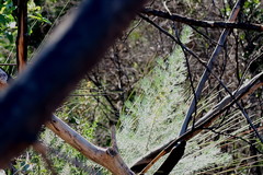 Aspalathus florifera