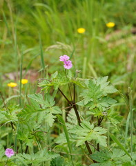 Geranium yeoi