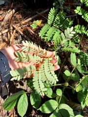 Adenanthera