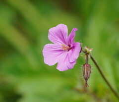 Geranium yeoi