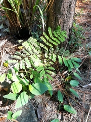 Adenanthera