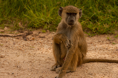 Papio cynocephalus
