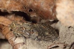Peridea anceps