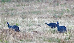 Numida meleagris coronatus