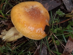 Cortinarius sinapicolor