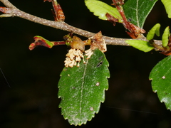 Nothofagus truncata