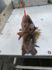 Sebastes caurinus