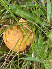Cortinarius sinapicolor