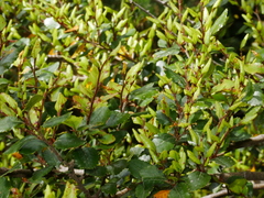 Nothofagus truncata