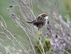 Cisticola tinniens
