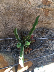 Euphorbia tuberosa