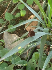 Elymnias hypermnestra