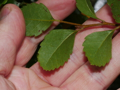Nothofagus truncata