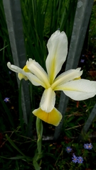 Iris orientalis