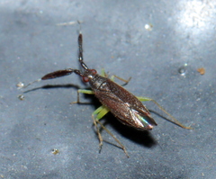 Heterotoma planicornis