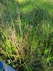 Philydrum lanuginosum