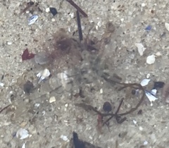 Crangon septemspinosa