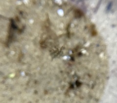 Crangon septemspinosa