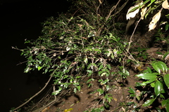 Syzygium francisii