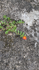 Portulaca umbraticola