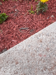 Ctenotus labillardieri