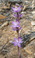 Thelymitra petrophila