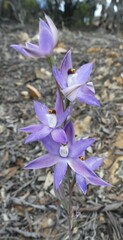 Thelymitra petrophila