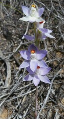 Thelymitra petrophila
