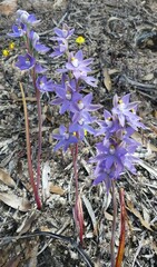 Thelymitra petrophila